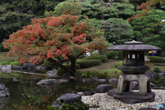 秋の日本庭園も見て見よう----①
