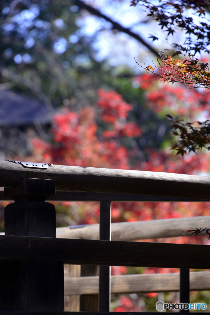 浄真寺の紅葉----⑭