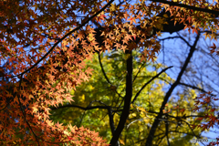 九品仏浄真寺の紅葉----⑥