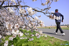 多摩川・春満開---③