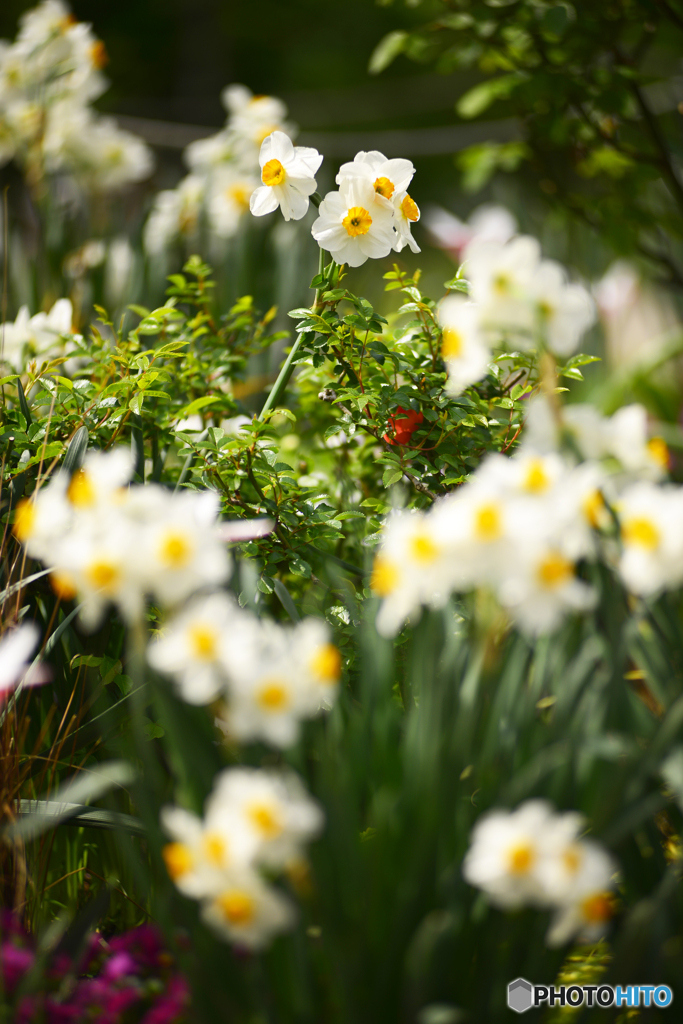 目立ちたがり屋