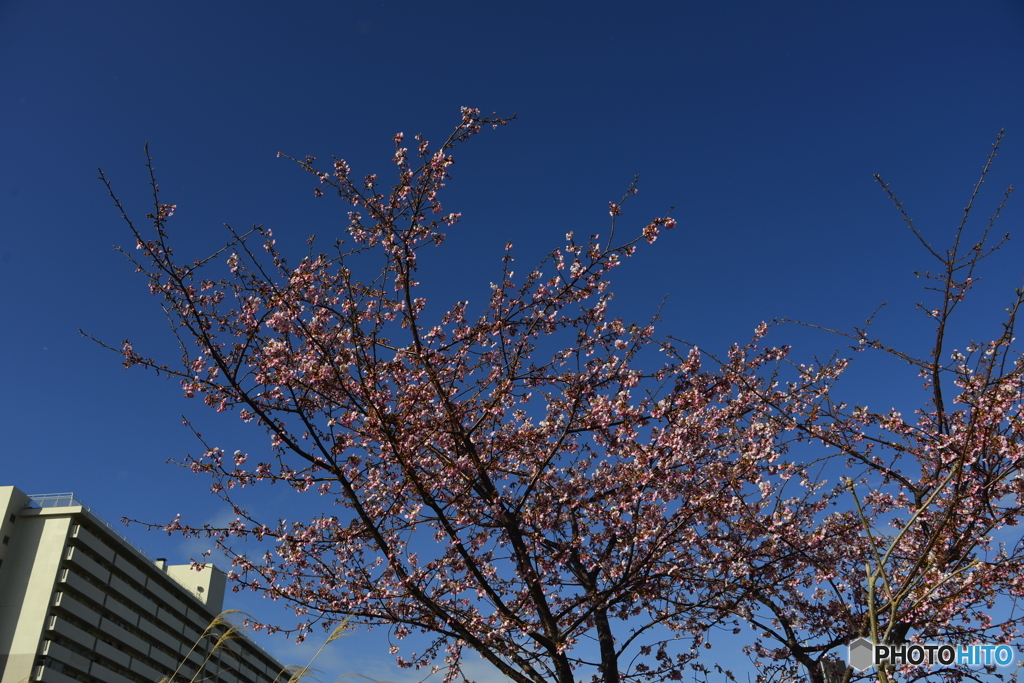 春待桜