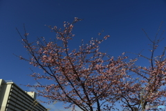 春待桜