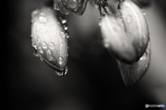 モノクロ16----⑤