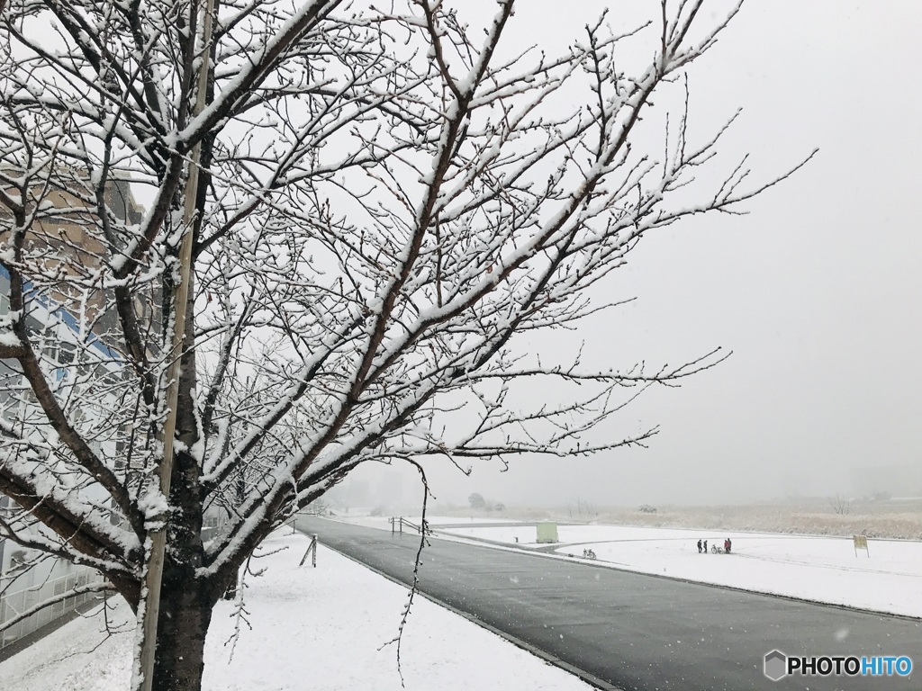 東京は「22豪雪」----⑥