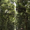 神宮の森---⑦