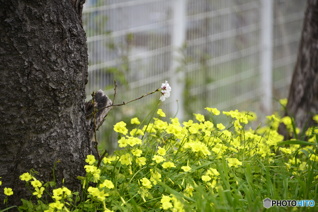 春を感じるカメラ散歩----③