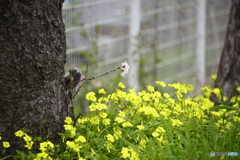 春を感じるカメラ散歩----③