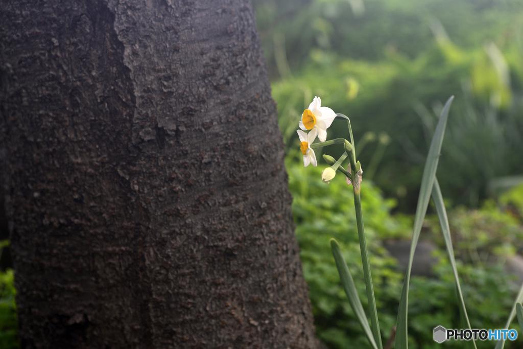 白内障のオールドレンズテスト---②