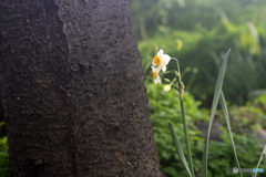 白内障のオールドレンズテスト---②
