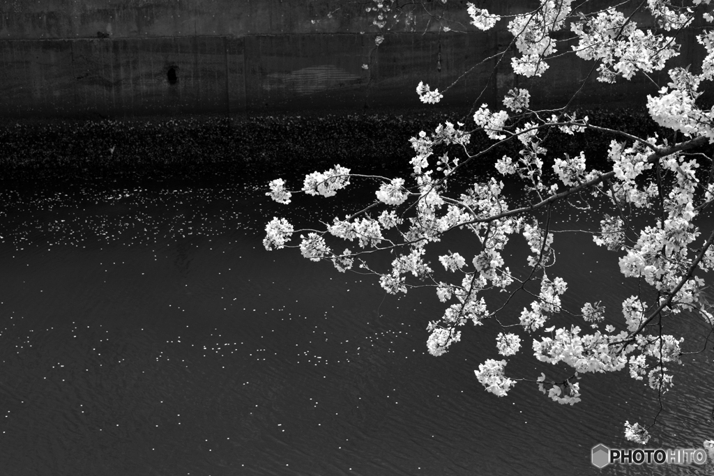 モノクロ16----⑥