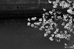 モノクロ16----⑥