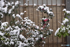 東京は「22豪雪」----②
