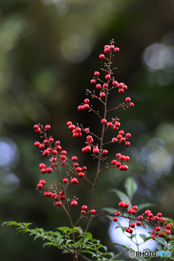 ご近所秋探し---②