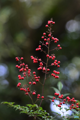 ご近所秋探し---②