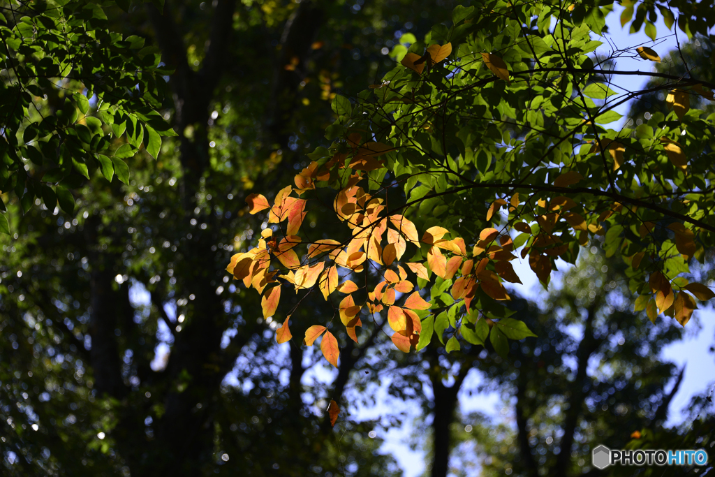紅葉散歩---⑪