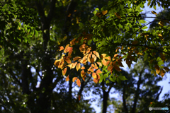 紅葉散歩---⑪