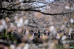目黒川----①