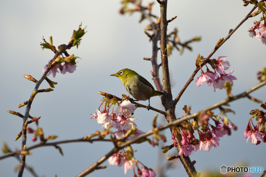 河津桜とメジロ君---②