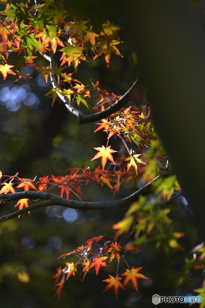 九品仏浄真寺の紅葉---⑱