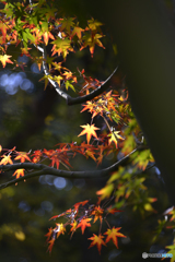 九品仏浄真寺の紅葉---⑱