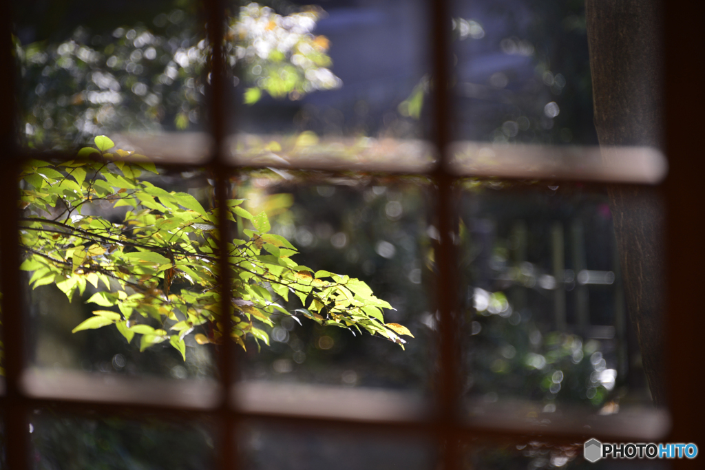 浄真寺の紅葉----⑮