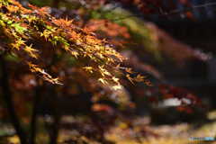 九品仏浄真寺の紅葉---⑰