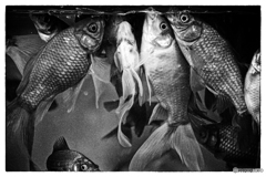 アップアップ！