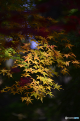 九品仏浄真寺の紅葉---⑦