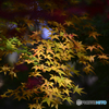 九品仏浄真寺の紅葉---⑦