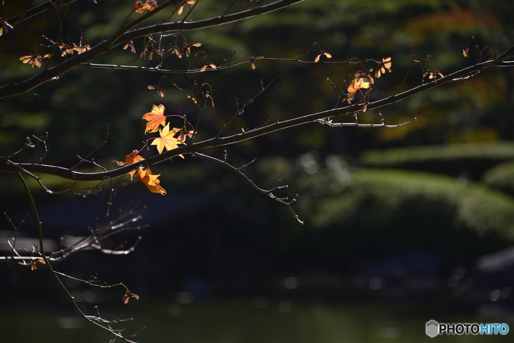 紅葉散歩---⑲