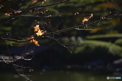 紅葉散歩---⑲
