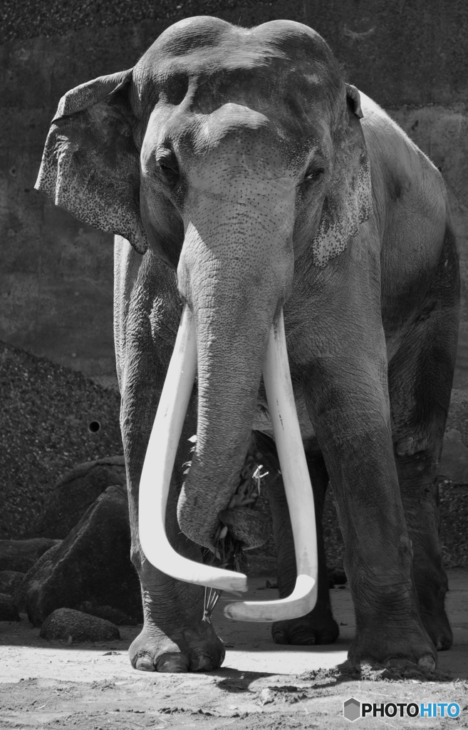 立派な牙の 「インドゾウ」