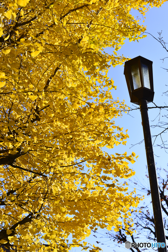 通りすがりの秋---②