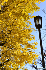 通りすがりの秋---②