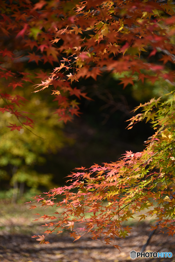 九品仏浄真寺の紅葉---①