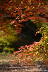 九品仏浄真寺の紅葉---①