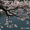 大岡川の残桜---④