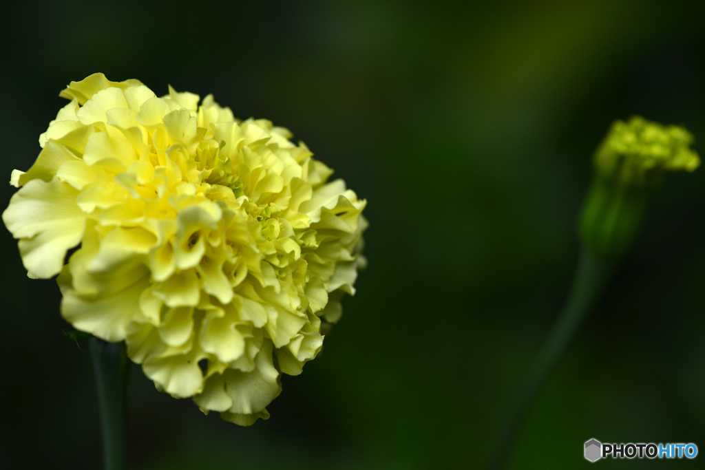 夏に咲いてた花たち----①