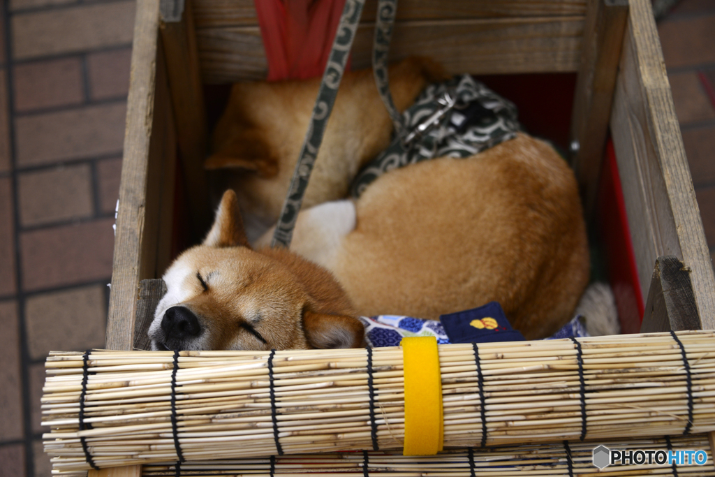 私は今はただただ眠いの！！