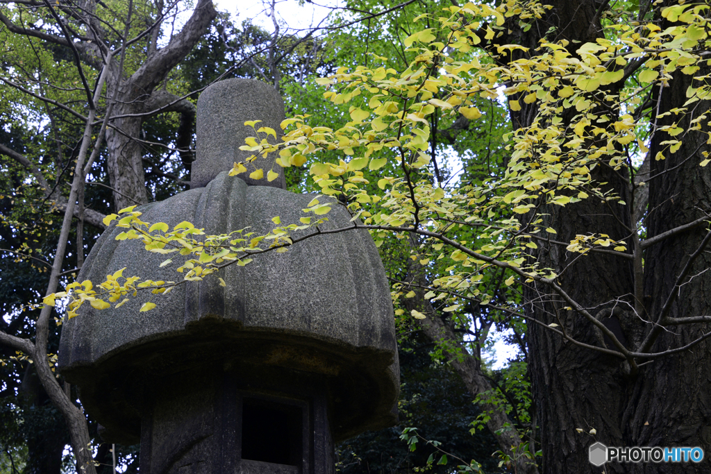 秋の日本庭園も見て見よう----②