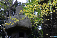 秋の日本庭園も見て見よう----②
