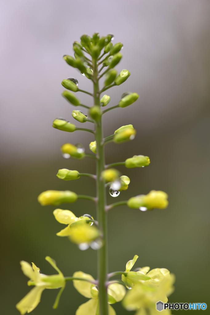 ちょっとお洒落した花達----①