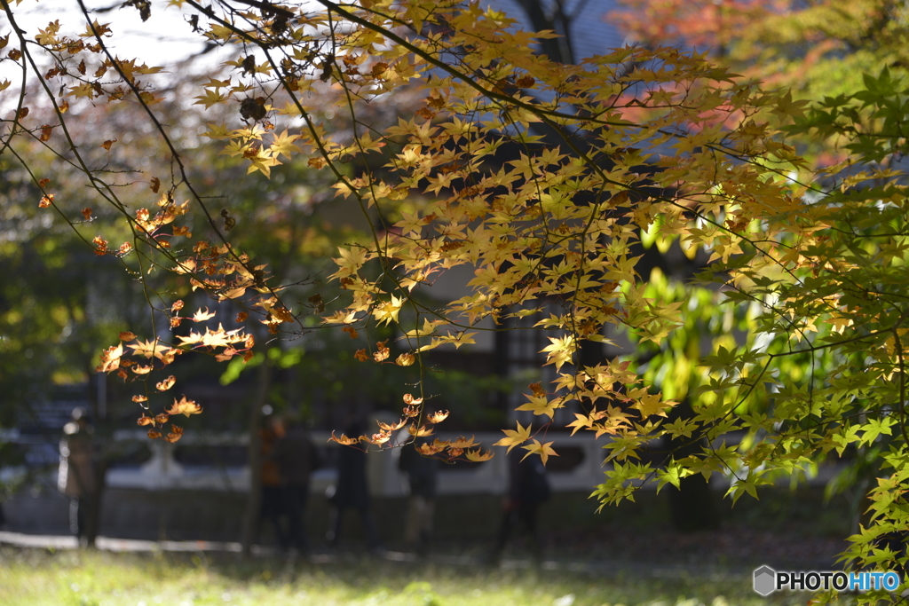 九品仏浄真寺の紅葉---⑯