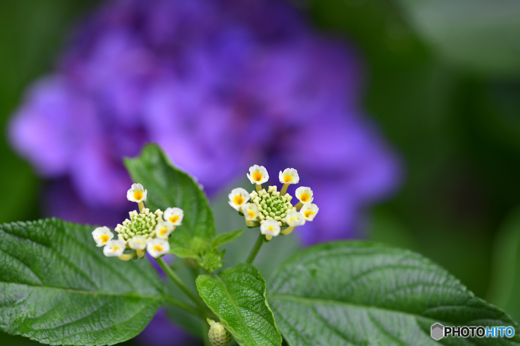 梅雨に花----⑧