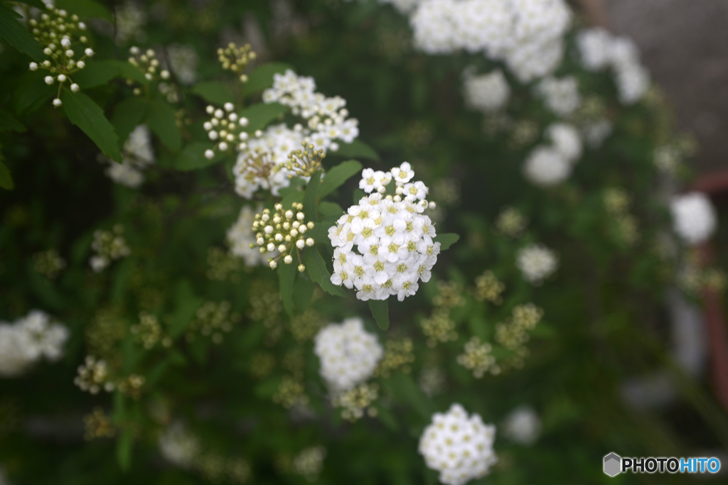散歩・花----②