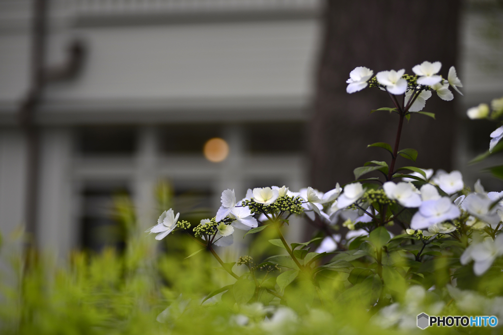 梅雨の花？