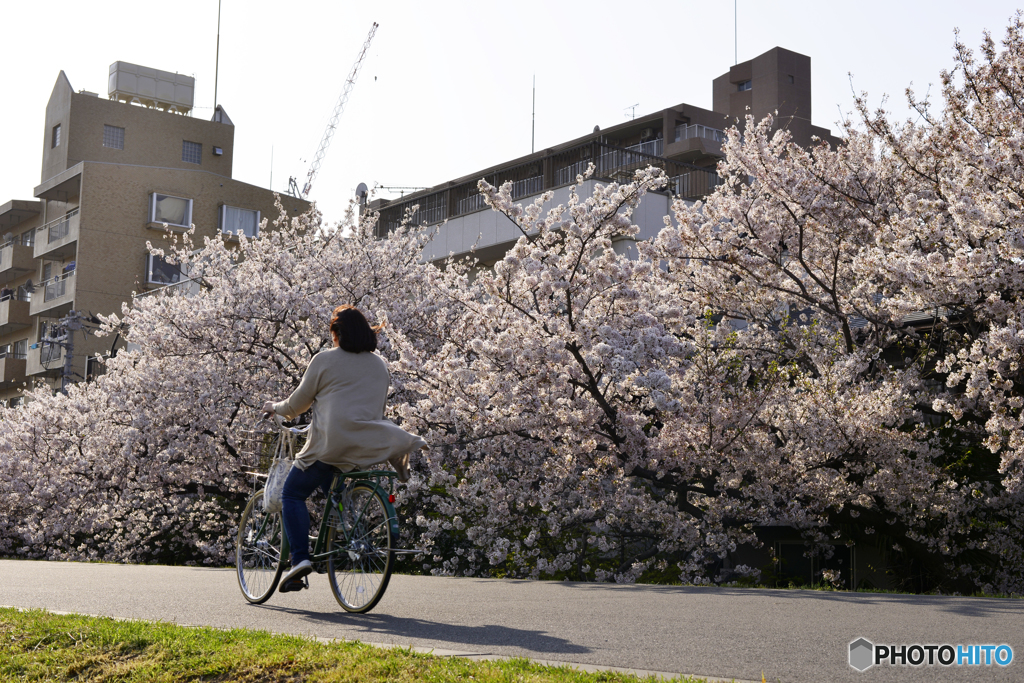 桜を見ながら颯爽と・・・