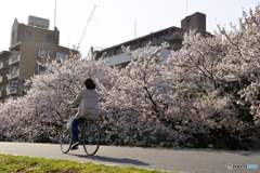 桜を見ながら颯爽と・・・