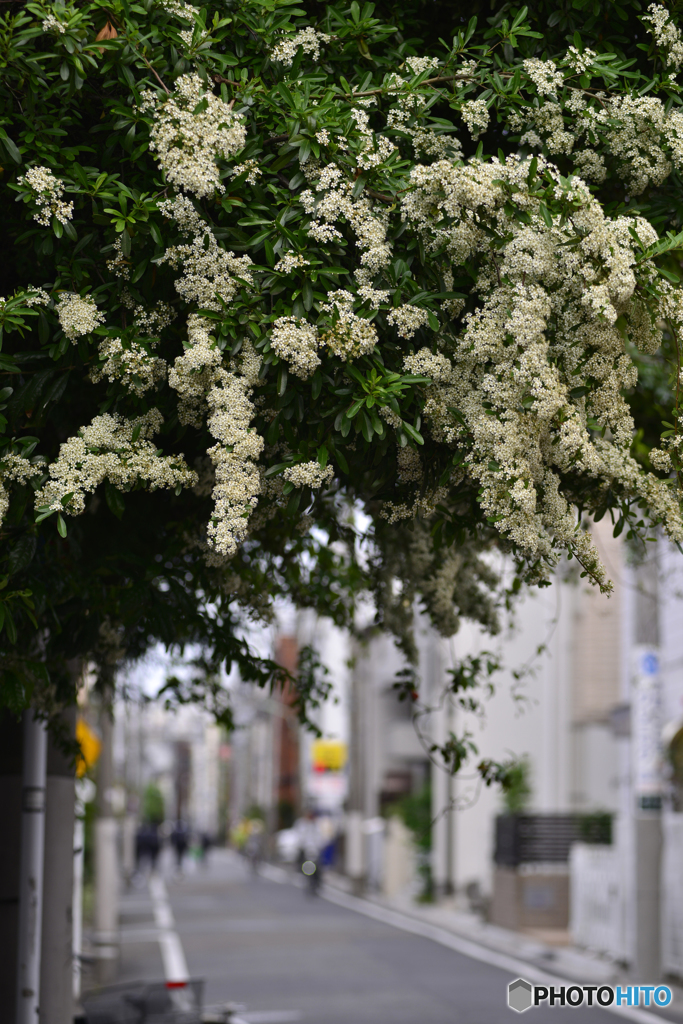 散歩道の草木たち---②